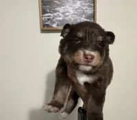 Koa , a male Pomsky for sale in Brazoria, TX – 7 of 9