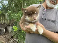 Magnolia , a female Pomsky for sale in Brazoria, TX – 3 of 8