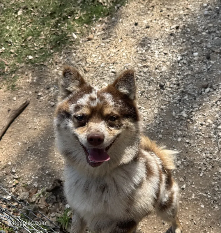 Whiskey  – Pomsky puppy for sale in Brazoria, TX