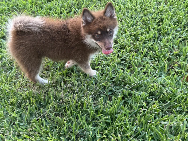 Magnolia  – Pomsky puppy for sale in Brazoria, TX