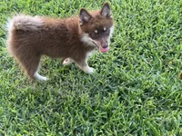 Magnolia , a female Pomsky for sale in Brazoria, TX – 3 of 8