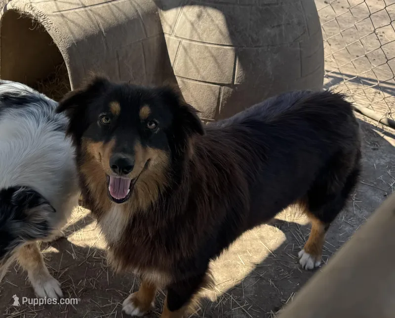 Sadie AKC , a female Australian Shepherd for sale in Brazoria, TX – Photo 1 of 4