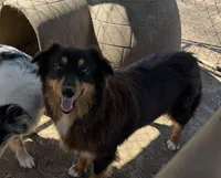 Sadie AKC , a female Australian Shepherd for sale in Brazoria, TX – Photo 1 of 4