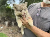 Hazel , a female Pomsky for sale in Brazoria, TX – 4 of 9