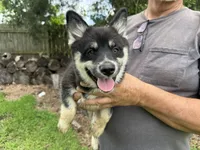 Whitney , a female Pomsky for sale in Brazoria, TX – 1 of 7