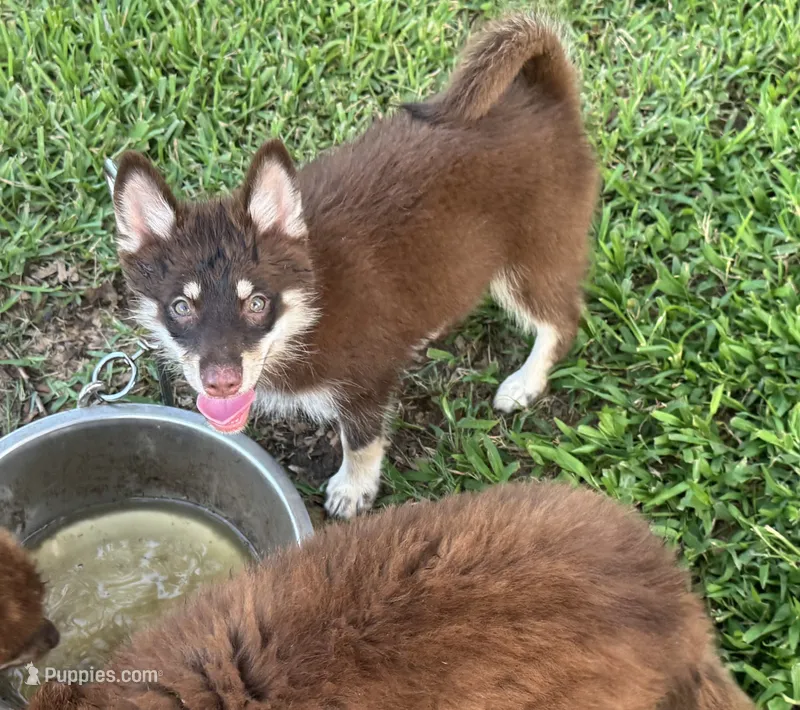 Remy – Pomsky puppy for sale in Brazoria, TX