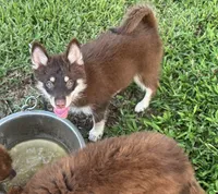 Remy, a male Pomsky for sale in Brazoria, TX – 1 of 6