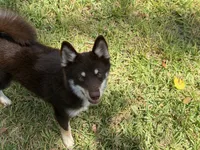 Remy, a male Pomsky for sale in Brazoria, TX – 2 of 8