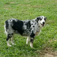 River, a female Australian Shepherd for sale in Brazoria, TX – Photo 7 of 7