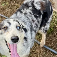 River, a female Australian Shepherd for sale in Brazoria, TX – Photo 4 of 7