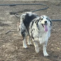 River, a female Australian Shepherd for sale in Brazoria, TX – Photo 2 of 7