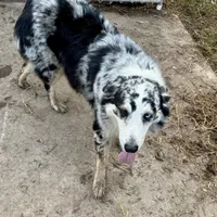 River, a female Australian Shepherd for sale in Brazoria, TX – Photo 5 of 7