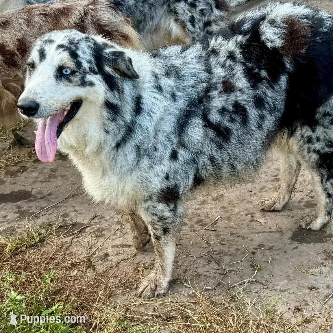 River – Australian Shepherd puppy for sale in Brazoria, TX