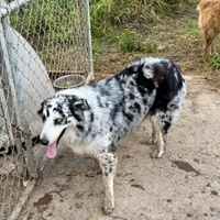 River, a female Australian Shepherd for sale in Brazoria, TX – Photo 6 of 7