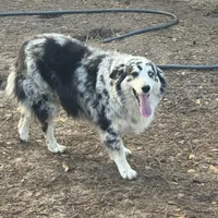 River, a female Australian Shepherd for sale in Brazoria, TX – Photo 3 of 7