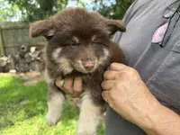 Koa , a male Pomsky for sale in Brazoria, TX – 4 of 9
