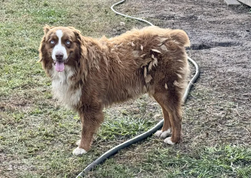 Dudley  – Australian Shepherd puppy for sale in Brazoria, TX