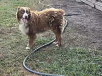 Dudley , a male Australian Shepherd for sale in Brazoria, TX – Photo 3 of 3
