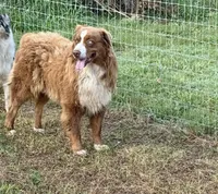 Dudley , a male Australian Shepherd for sale in Brazoria, TX – Photo 2 of 3