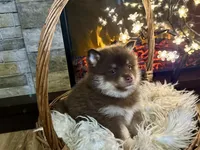 Magnolia , a female Pomsky for sale in Brazoria, TX – 2 of 8