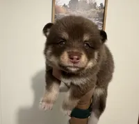 Magnolia , a female Pomsky for sale in Brazoria, TX – 5 of 8