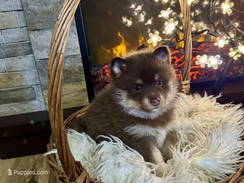Magnolia  – Pomsky puppy for sale in Brazoria, TX