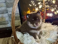 Magnolia , a female Pomsky for sale in Brazoria, TX – 1 of 8