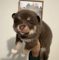 Magnolia , a female Pomsky for sale in Brazoria, TX – 6 of 8