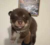 Magnolia , a female Pomsky for sale in Brazoria, TX – 7 of 8