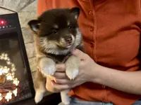 Magnolia , a female Pomsky for sale in Brazoria, TX – 3 of 8