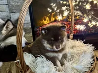 Magnolia , a female Pomsky for sale in Brazoria, TX – 4 of 8