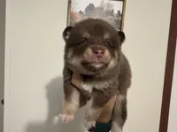 Magnolia , a female Pomsky for sale in Brazoria, TX – 8 of 8