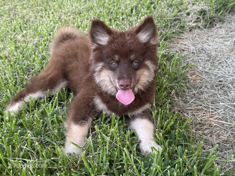 Koa  – Pomsky puppy for sale in Brazoria, TX