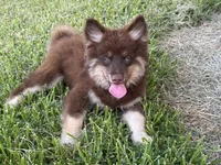Koa , a male Pomsky for sale in Brazoria, TX – 1 of 8