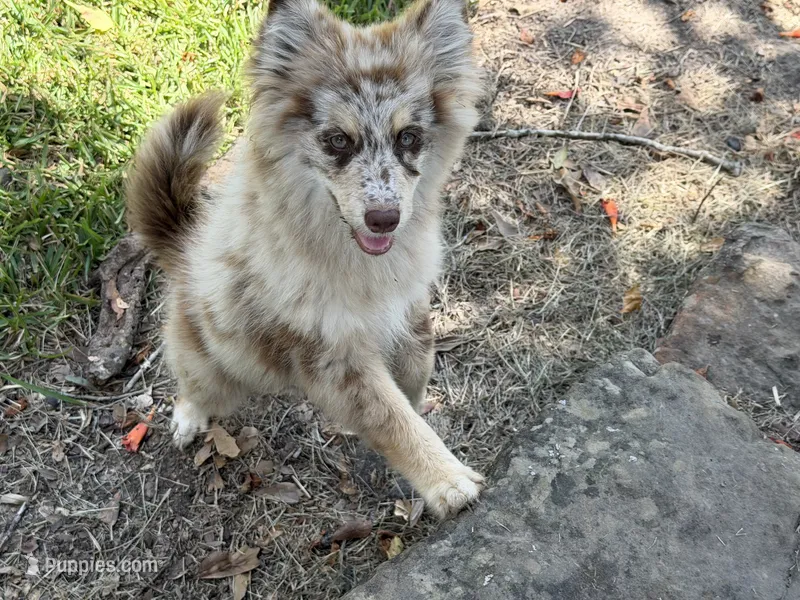 Hazel  – Pomsky puppy for sale in Brazoria, TX