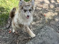 Hazel , a female Pomsky for sale in Brazoria, TX – 1 of 7