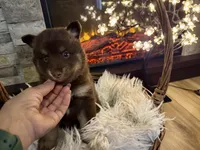 Enzo, a male Pomsky for sale in Brazoria, TX – 8 of 8