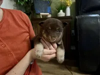 Enzo, a male Pomsky for sale in Brazoria, TX – 5 of 8