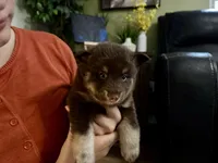 Enzo, a male Pomsky for sale in Brazoria, TX – 6 of 8