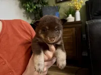 Enzo, a male Pomsky for sale in Brazoria, TX – 7 of 8