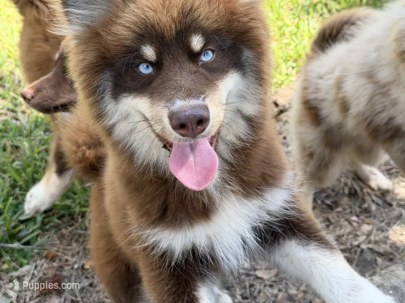 Enzo – Pomsky puppy for sale in Brazoria, TX