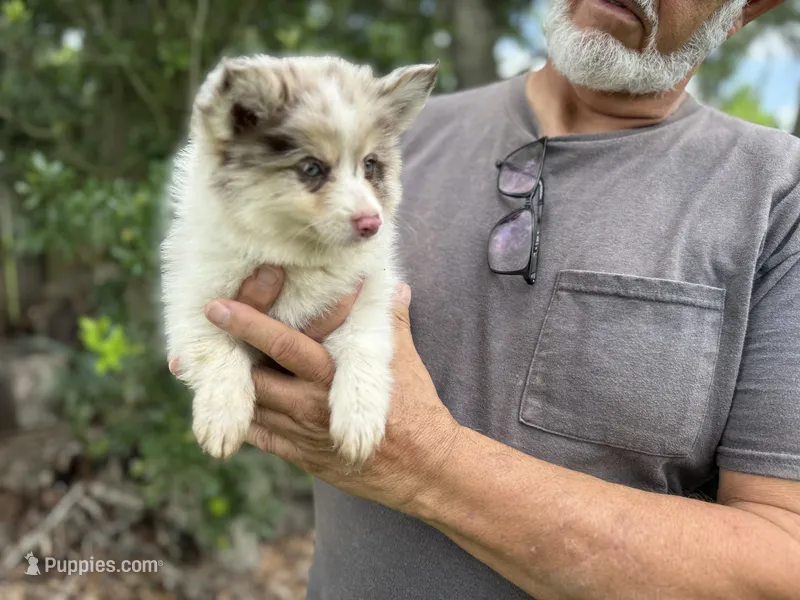 Oakley  – Pomsky puppy for sale in Brazoria, TX