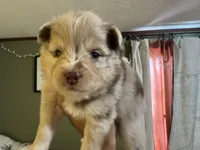 Wesley , a male Pomsky for sale in Brazoria, TX – Photo 4 of 8