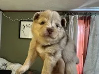 Wesley , a male Pomsky for sale in Brazoria, TX – Photo 5 of 8