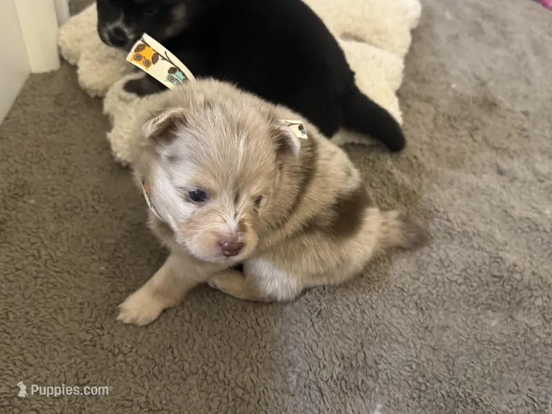 Wesley , a male Pomsky for sale in Brazoria, TX – Photo 1 of 8