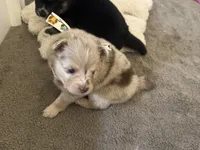 Wesley , a male Pomsky for sale in Brazoria, TX – Photo 1 of 8