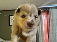 Wesley , a male Pomsky for sale in Brazoria, TX – Photo 3 of 8