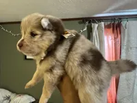 Wesley , a male Pomsky for sale in Brazoria, TX – Photo 6 of 8