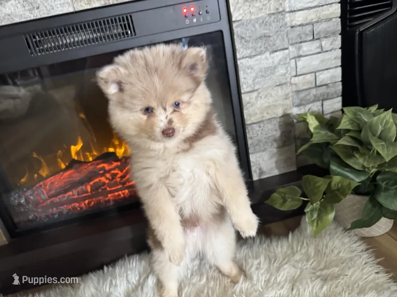 Wesley  – Pomsky puppy for sale in Brazoria, TX