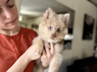 Wesley , a male Pomsky for sale in Brazoria, TX – 8 of 8